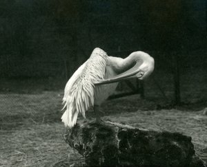 Un pélican se lissant les ailes au zoo de Londres, juin 1922 - Frederick William Bond